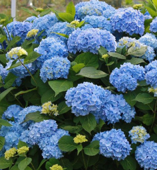 Hortenzie velkolist LITTLE BLUE 15-20 cm,  kont. 2 l