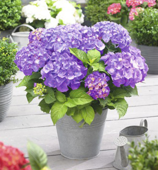 Hortenzie velkolist LITTLE PURPLE 15-20 cm,  kont. 2 l