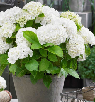 Hortenzie velkolist LITTLE WHITE 15-20 cm,  kont. 2 l