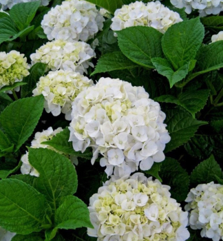 Obrzok (3)
