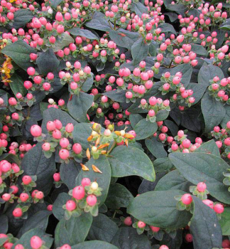 Tezalka bobulovit MIRACLE BLOSSOM20-30 cm, kont. 2 l