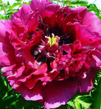 Pivo�ka d�evit� �LUO YANG HONG�, kont. 1 l