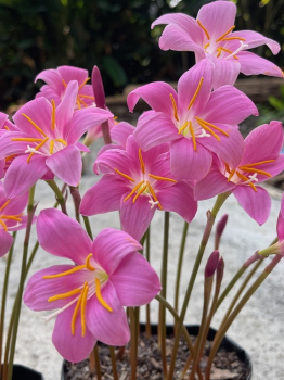 Zephyranthes candida PINK, kont. 0,5 l
