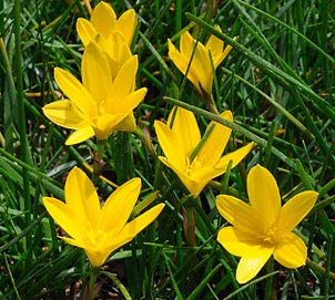 Zephyranthes candida YELLOW kont. 0,5 l