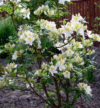 Azalka vekokvt OXYDOL 50-60 cm, kont. 3 l