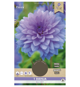 Cibule - Ji�ina 'BLUE BOY', 1ks v balen�