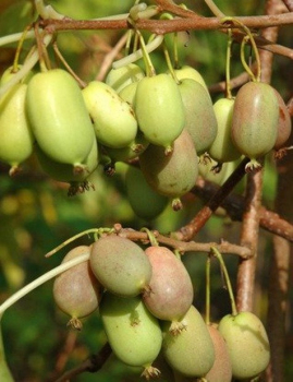 Mini kiwi ROGW 60-70 cm, kont. 1,6 l, vyvzan