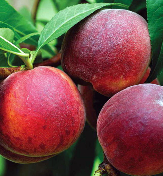 Broskvo� �HARROW BEAUTY� podp. Rakoniewicka, 170-190 cm, kont. 5 l