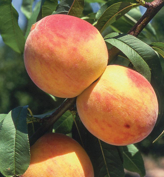 Broskev �RELIANCE�, podn. Rakonieviczk�, prostok.