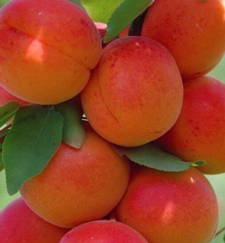 Meruka SIRENA podn. myrobaln, prostok.