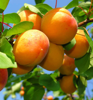 Meruka EARLY ORANGE podn. myrobaln, prostok.