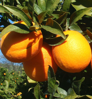 Pomerančovník ´WASHINGTON NAVEL´ 70-80 cm, kont. 2 l, roubovaný