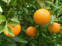 Obr�zok (3)