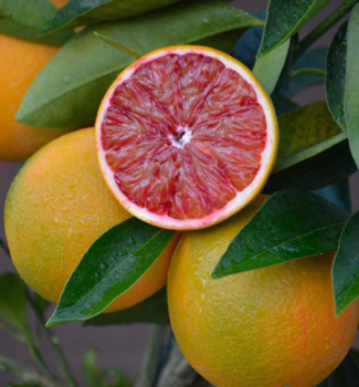 Pomerančovník červený ´SANGUINELLO´ 30-40 cm, kont. 2 l