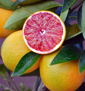 Pomerančovník červený ´SANGUINELLO´ 40-50 cm, kont. 2 l
