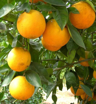 Pomerančovník  ´HAMLIN´ 40-50 cm, kont. 2 l, roubovaný