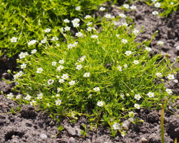 Obrázok (8) Obrázok (8)