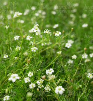 Obrázok (5) Obrázok (5)