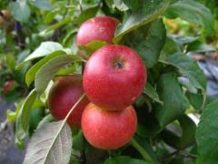Obr�zok (1)