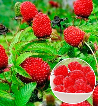 Ostruink (Malinojahoda) - Rubus Illecebrosus, kont. 1,6 l