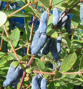 Zimolez kam�atsk� �BAKCZARSKIJ VELIKAN� 20-30 cm, kont. 2 l