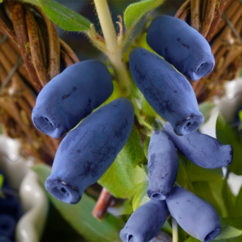Zimolez kamatsk INDIGO GEM 30-40 cm, kont. 2,5 l