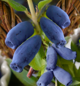Zimolez kamatsk INDIGO GEM 30-40 cm, kont. 2,5 l