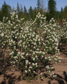 Obrzok (4)