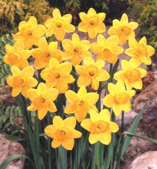 Narcis velkokvt 'FORTUNE' 5 ks v balen