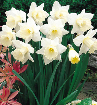 Narcis velkokorunný ´MOUNT HOOD´ 5 ks v balení