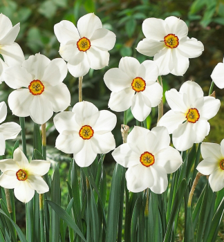 Narcis bly ACTAEA POETICUS 5 ks v balen
