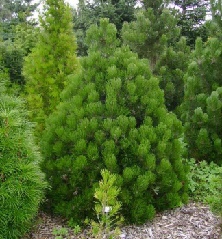 Borovice blokor GREEN BRUSH 50-60 cm, kont. 5 l