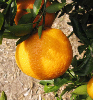 Mandarinkovnk MARISOL 50-60 cm, kont. 2 l