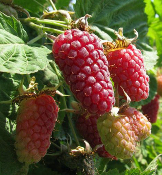 Malinoostruina beztrnn LOGANBERRY 30-40 cm, kont. 2 l
