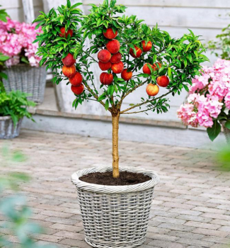 Nektarinka mini NEKTINA, 50-60 cm, podn. Rakonieviczk, kont. 4 l