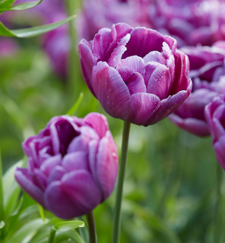 Tulipn BLUE DIAMOND 5 ks v balen