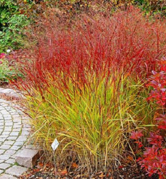 Proso prutnat� �ROTSTRAHLBUSCH�, kont. 2 l