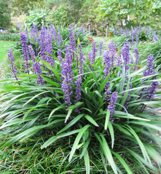 Liriope muscari BIG BLUE kont. 1 l