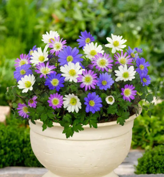 Sasanka n�zka (BLANDA) mix 10 ks v balen�