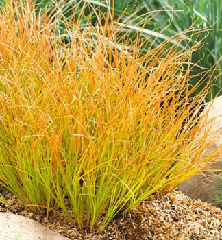 Ostice PRAIRIE FIRE 20-30 cm, kont. 2 l
