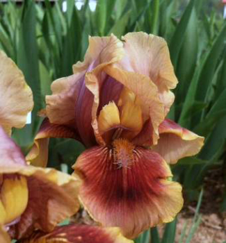 Kosatec n�meck� �OKLAHOMA BANDIT�, kont. 1 l