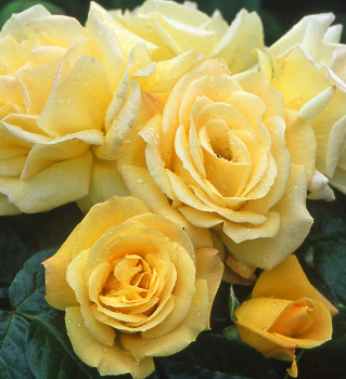 Růže mnohokvětá ´ARTHUR BELL´ *** 20-30 cm, kont. 3 l