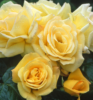 R��e stromkov� �ARTHUR BELL� na km�nku 90 cm, kont. 7,5 l