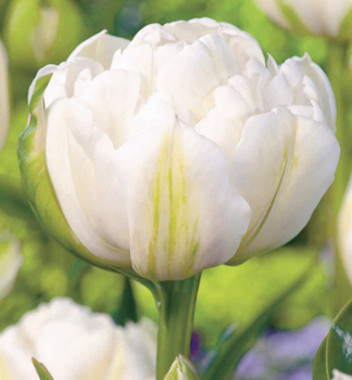 Tulipn MOUNT TACOMA 5 ks v balen