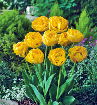 Tulipn YELLOW POMPONETTE 2-3 ks v kont. 0,5 l