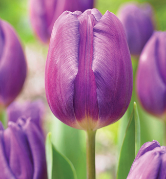 Tulipan PURPLE FLAG 5 ks v balen