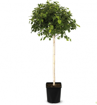 Bza blokor MAGICAL GLOBE na kmnku 80 cm, kont. 7 l