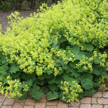 Kontryhel mkk, kont. 0,5 l