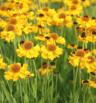 Helenium THE BISHOP kont. 0,5 l