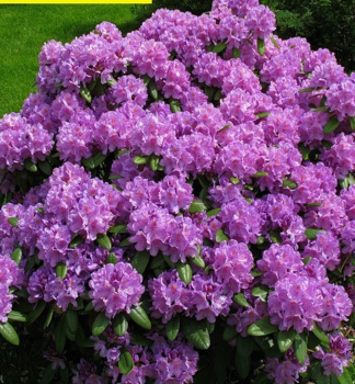 Pnink hybridn ALFRED 50-60 cm, kont. 5 l 